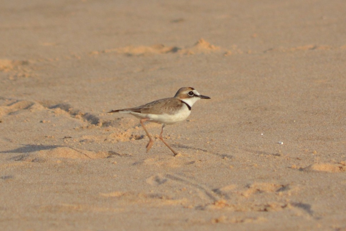 Collared Plover - Irene Esteves