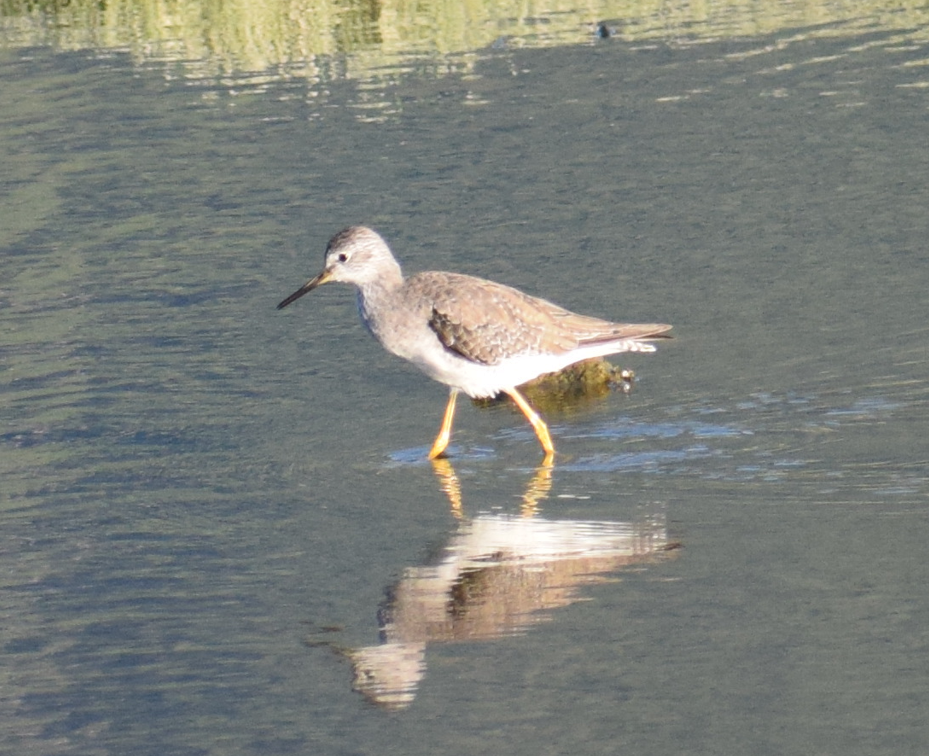 Greater Yellowlegs - Felipe Undurraga