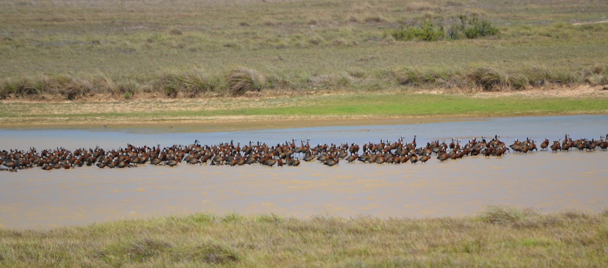 White-faced Whistling-Duck - ML614939223