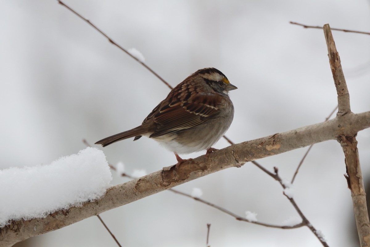 White-throated Sparrow - ML614939233