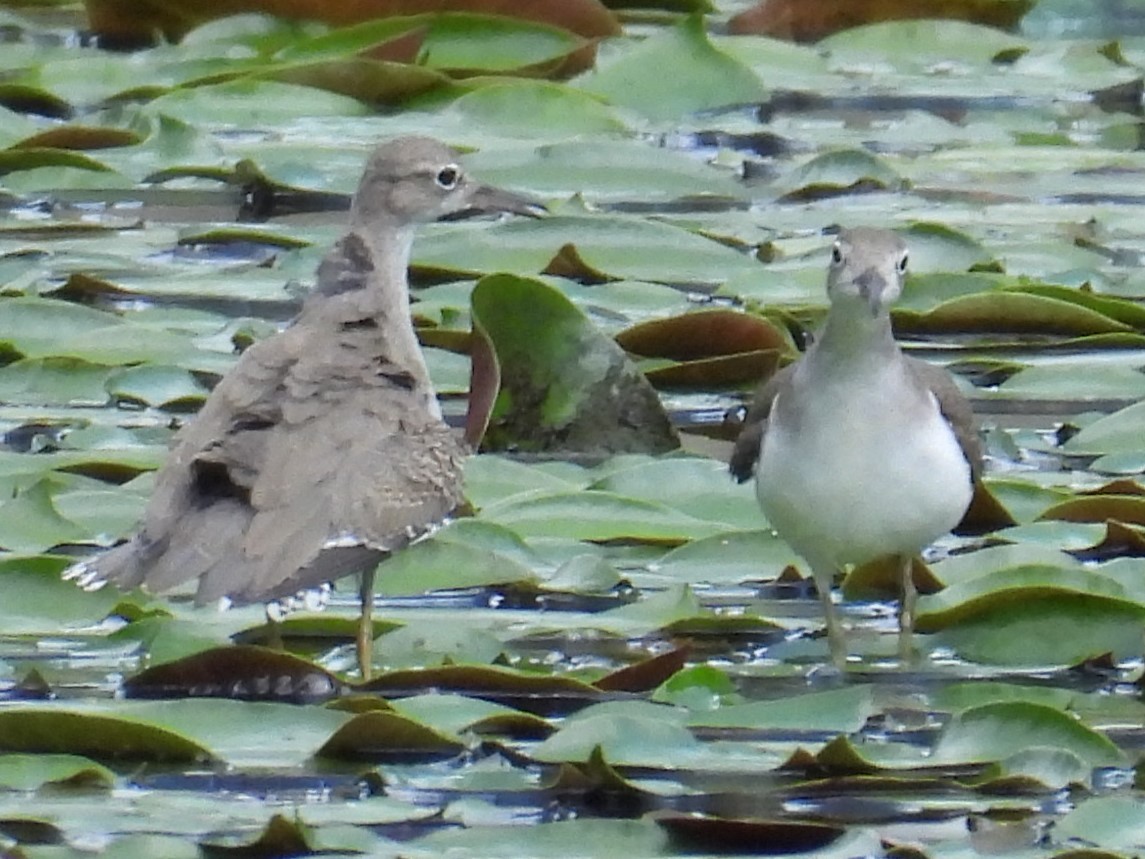 Spotted Sandpiper - Gary Hantsbarger