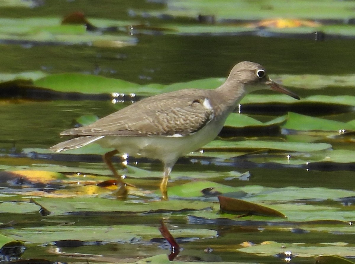 Spotted Sandpiper - ML614939279