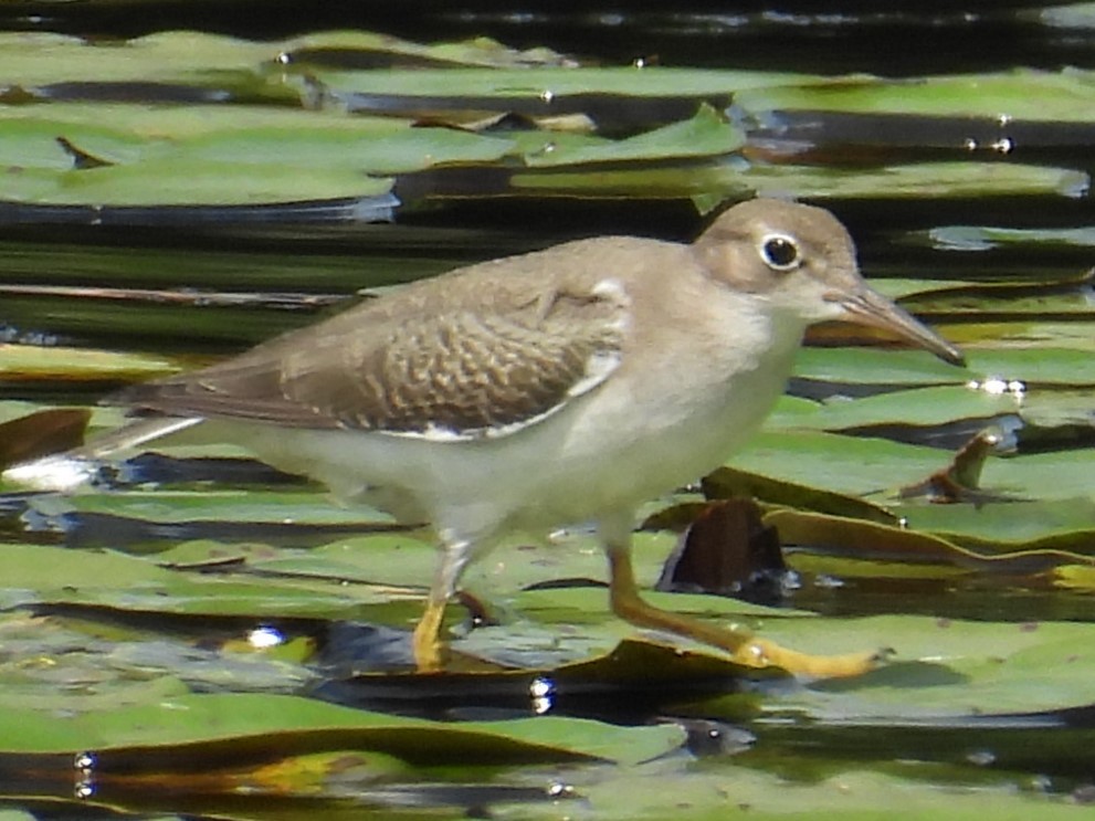 Spotted Sandpiper - ML614939280