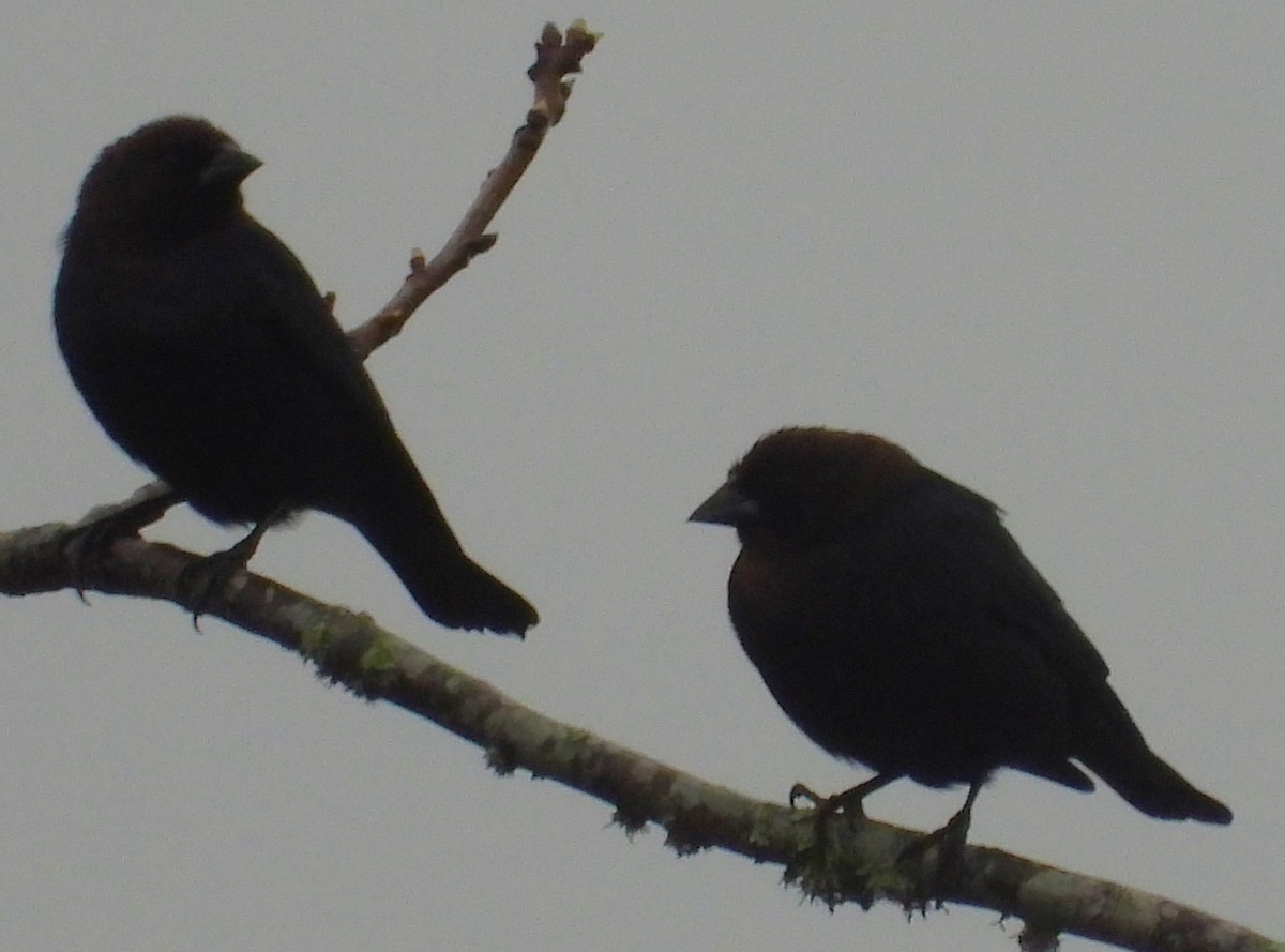 Brown-headed Cowbird - ML614939294