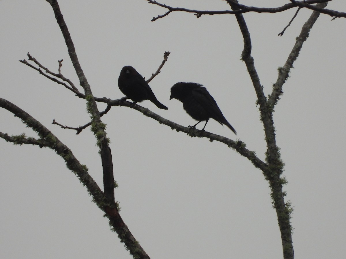 Brown-headed Cowbird - ML614939298