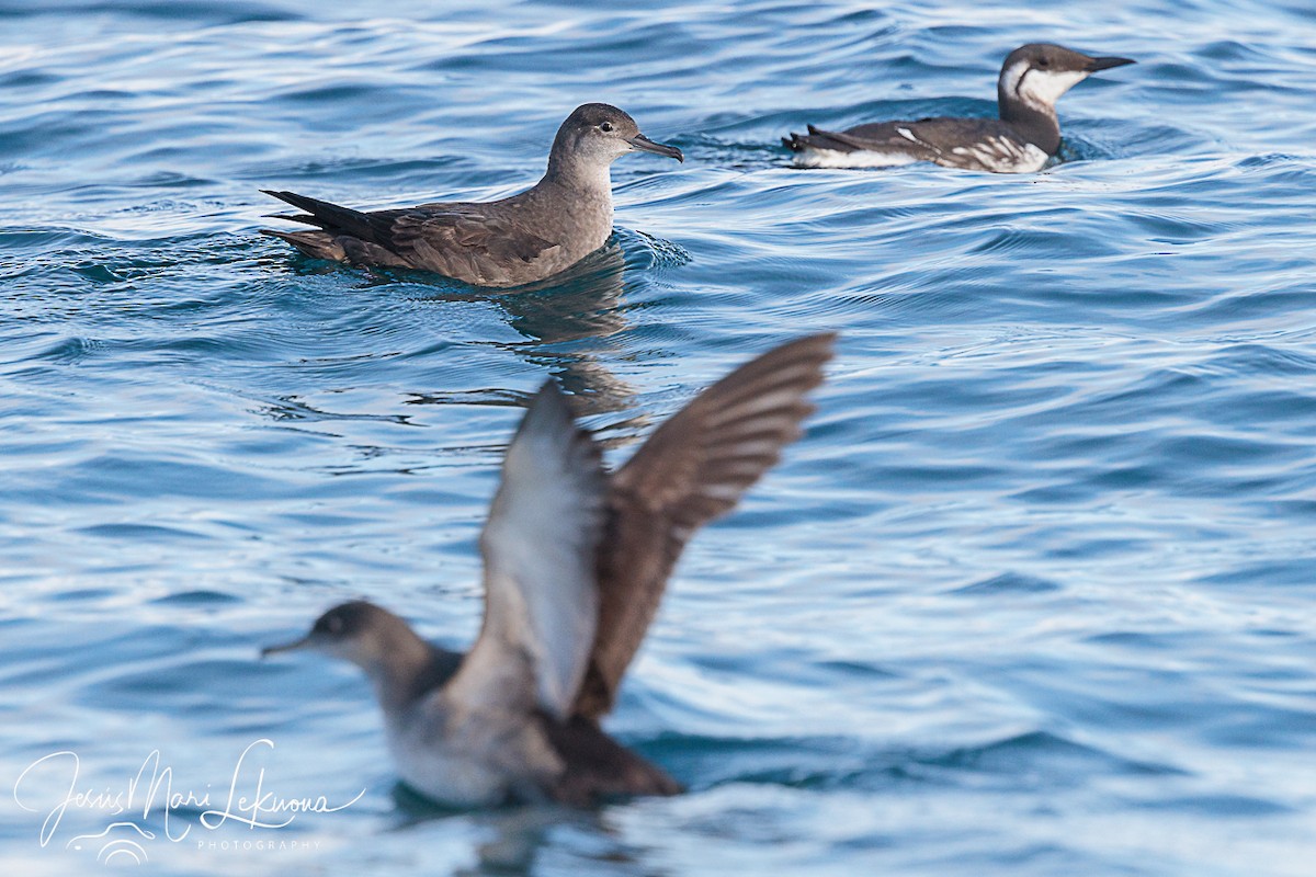 Balearic Shearwater - ML614939305