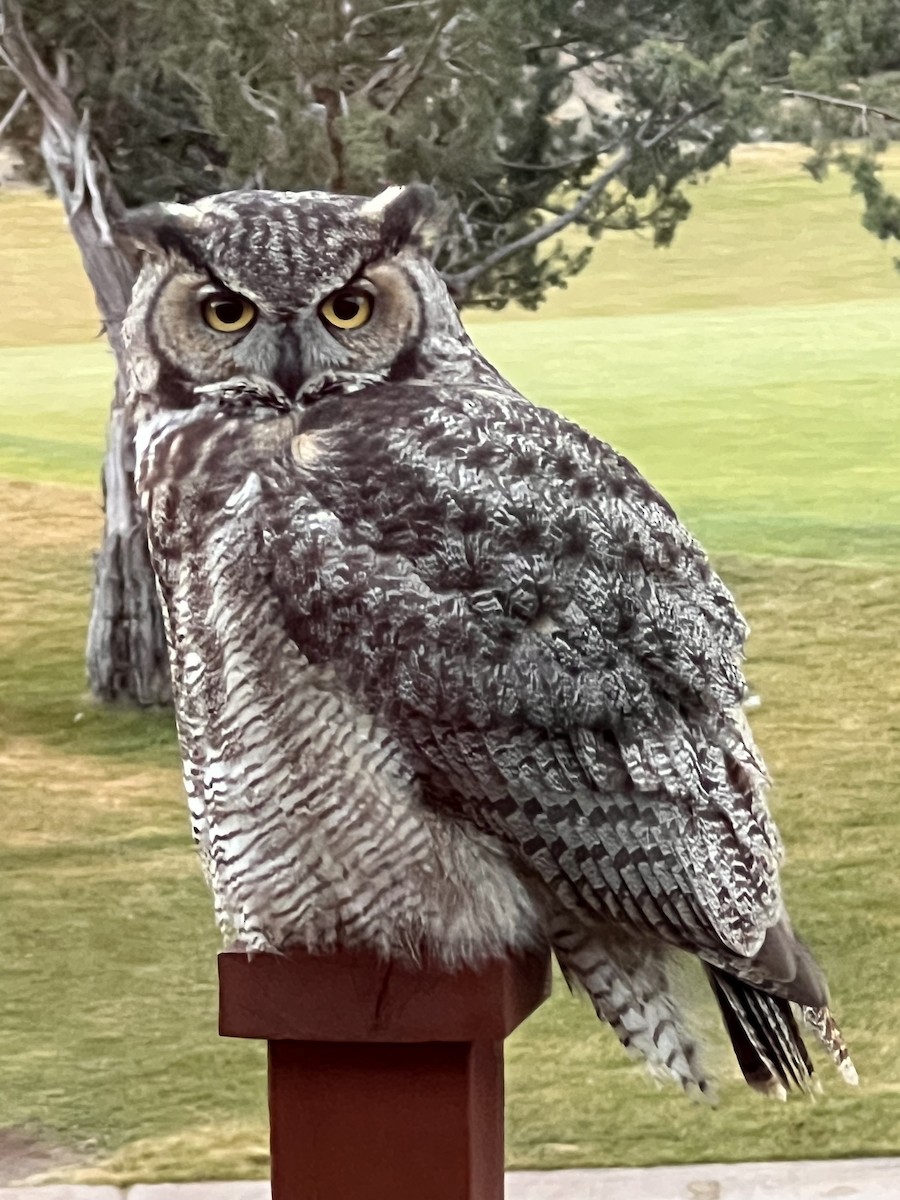 Great Horned Owl - ML614939313