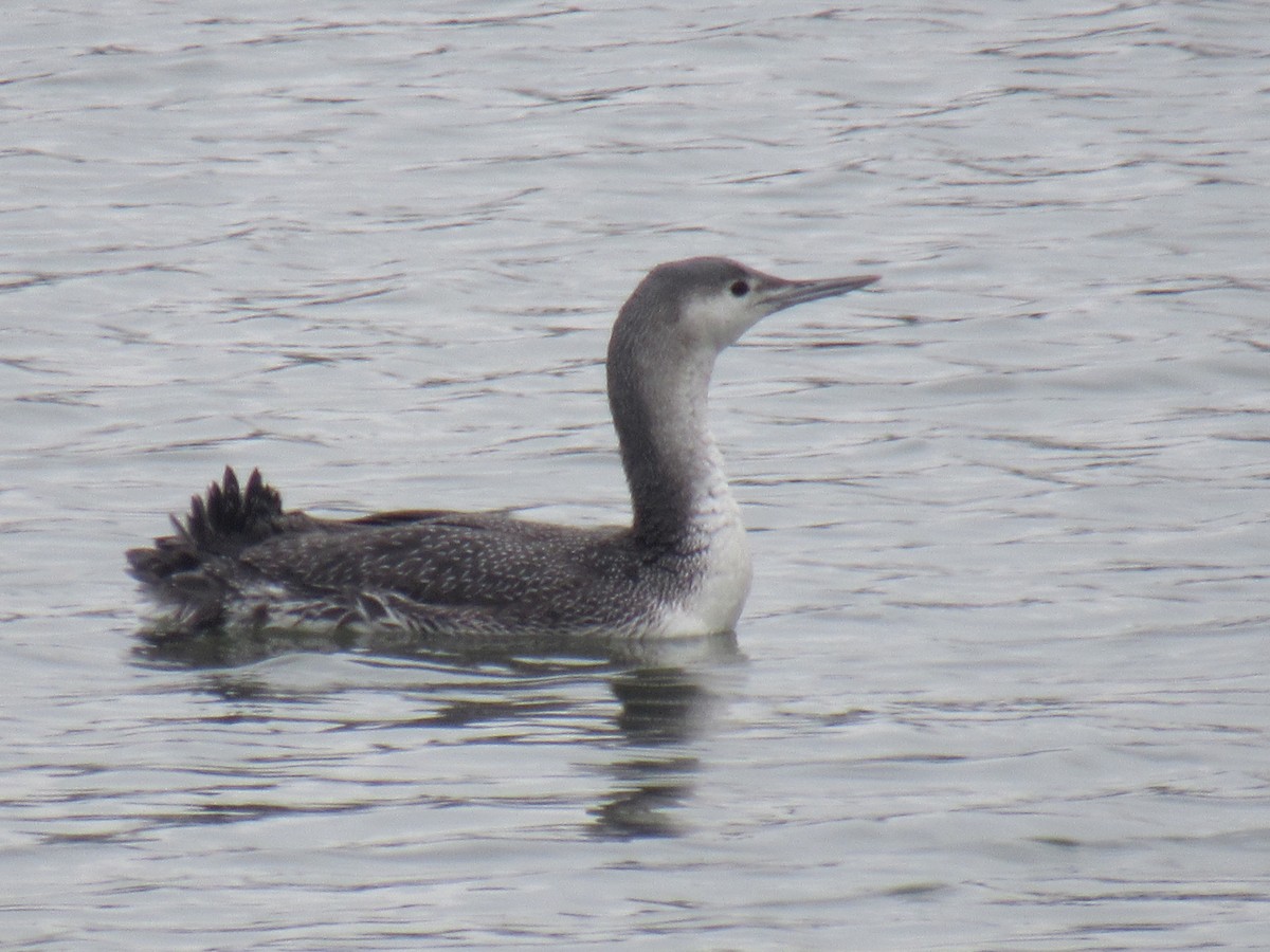 Red-throated Loon - ML614939319