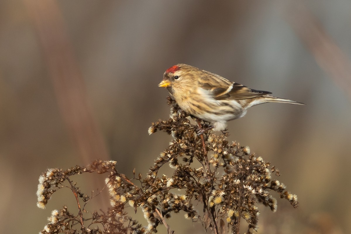 Common/Lesser Redpoll - ML614939338