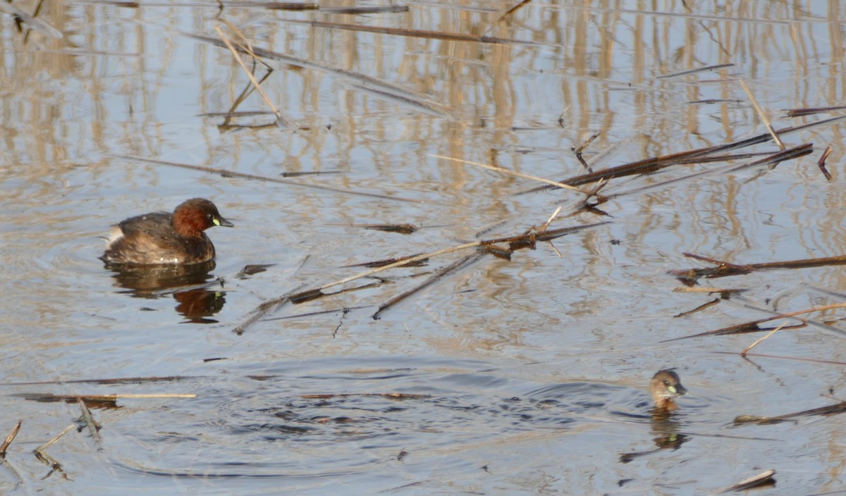 Little Grebe - ML614939341