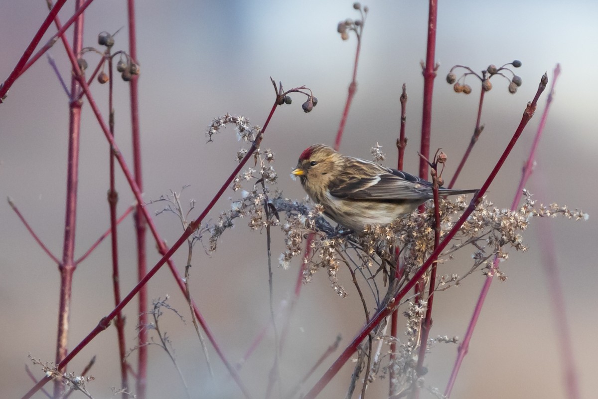 Common/Lesser Redpoll - ML614939345