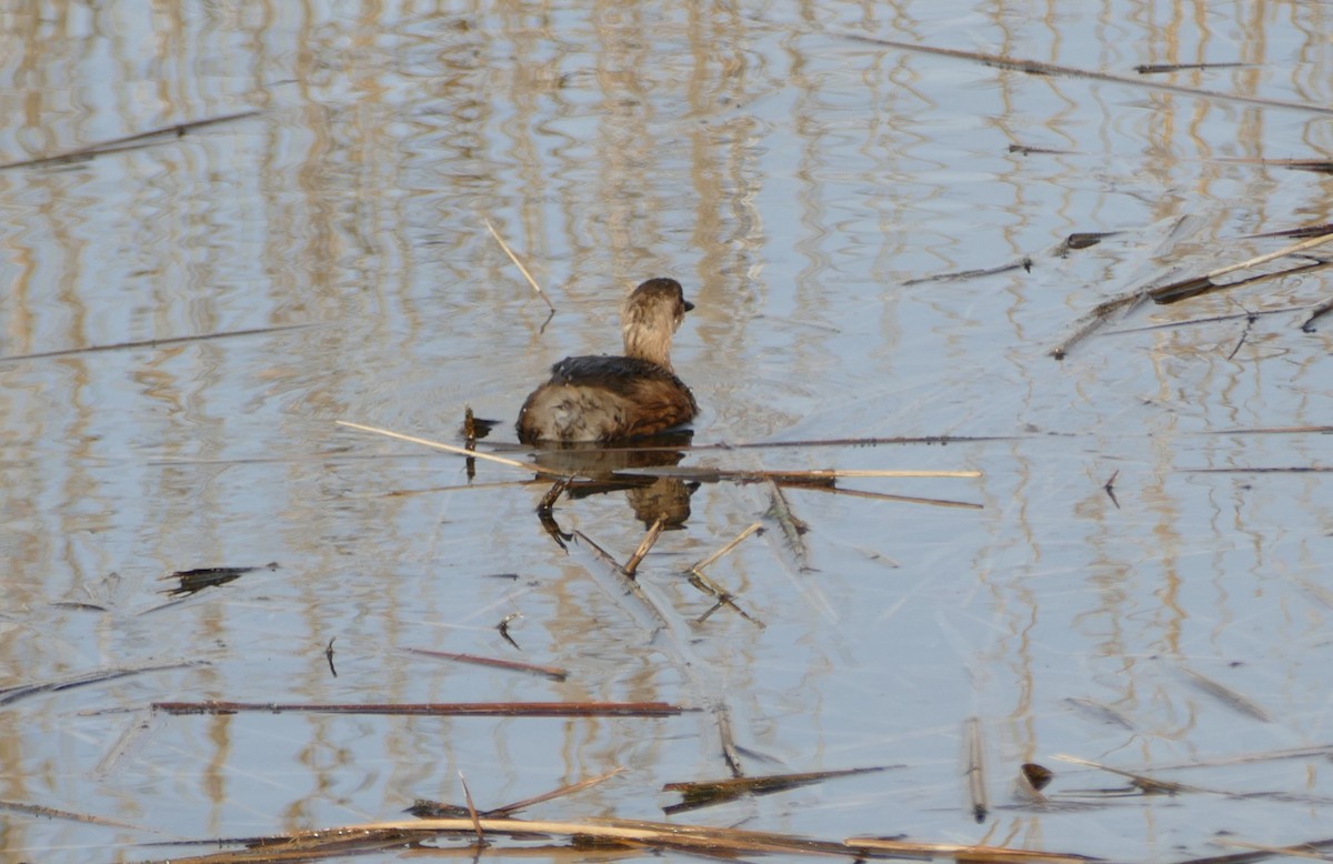 Little Grebe - ML614939367