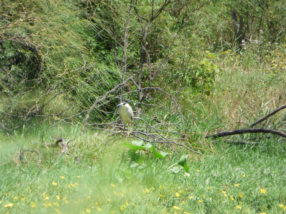 Black-crowned Night Heron - ML614939380