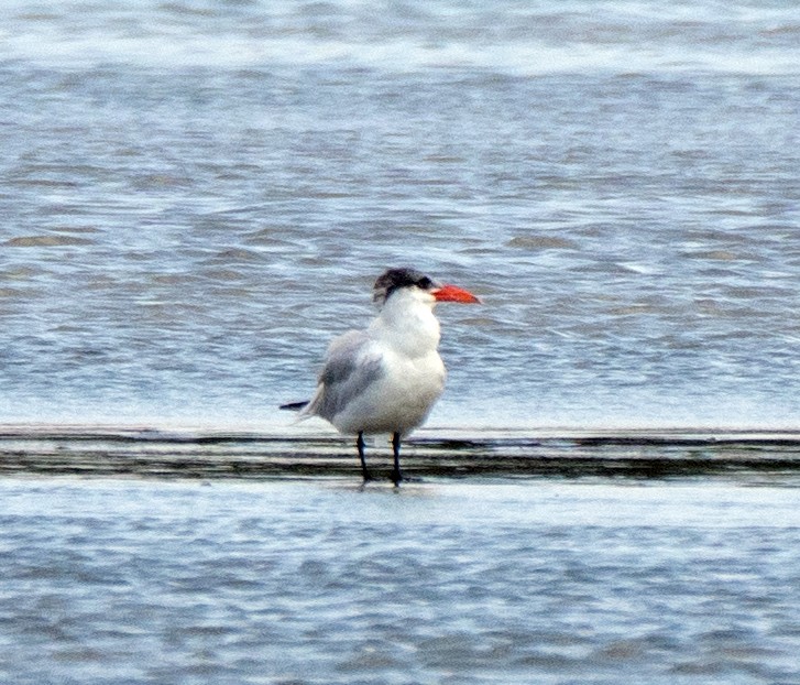 Caspian Tern - Scott Berglund