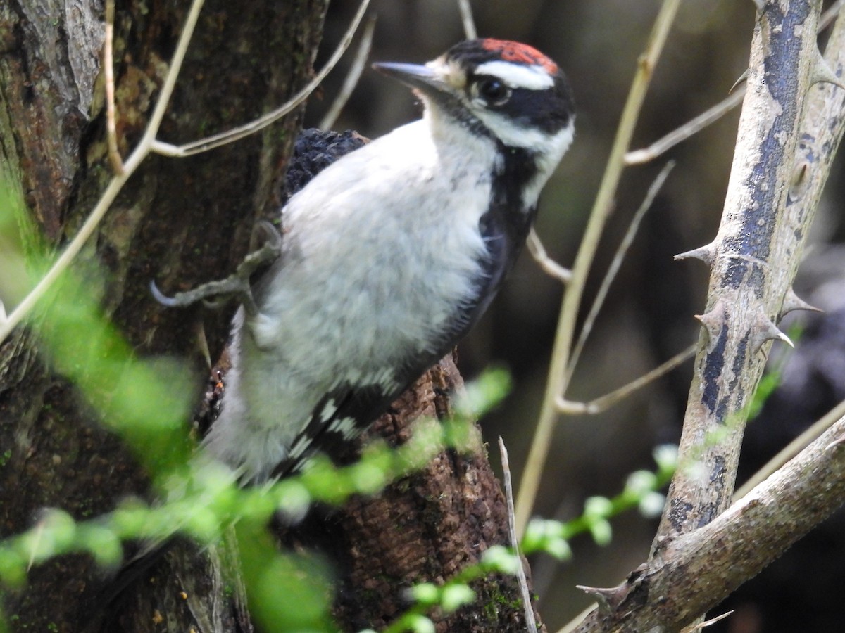 Downy Woodpecker - ML614939459