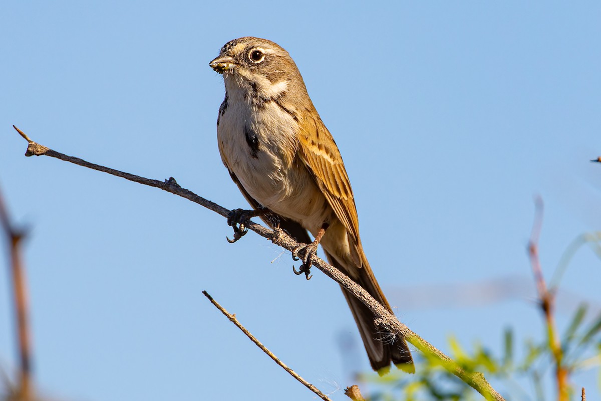 Bell's Sparrow - ML614939519