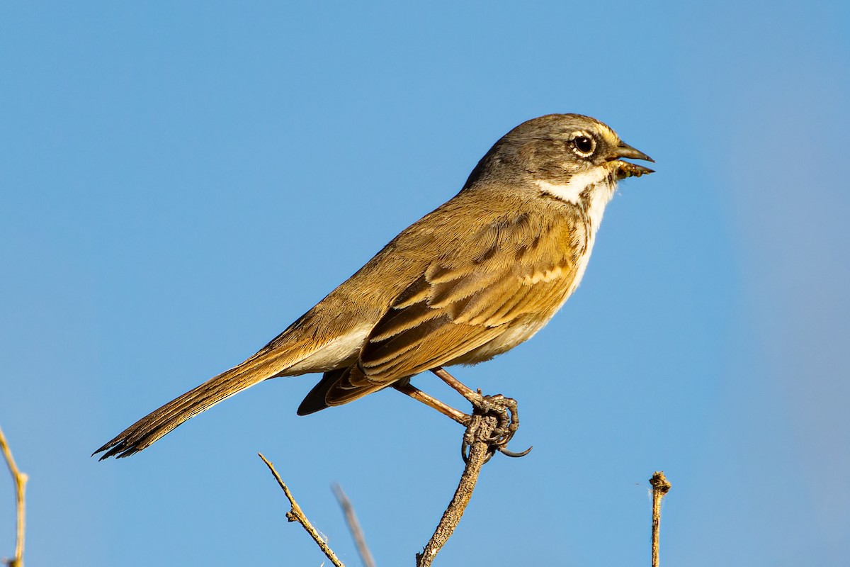 Bell's Sparrow - ML614939520