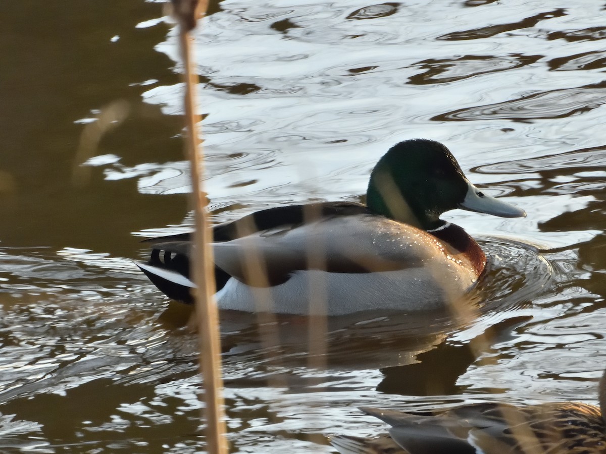 Mallard - ML614939536