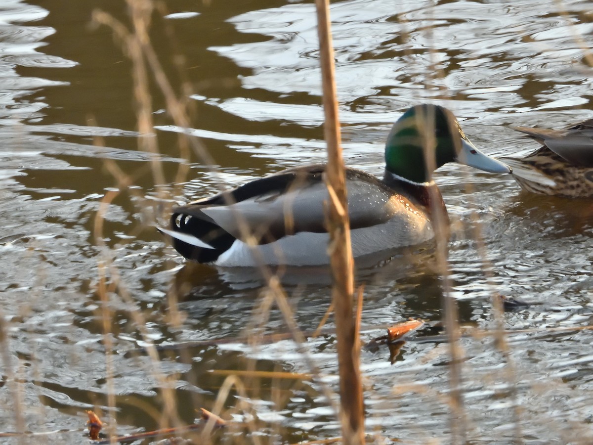 Mallard - ML614939537