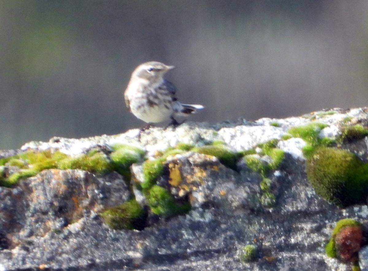Water Pipit - ML614939557