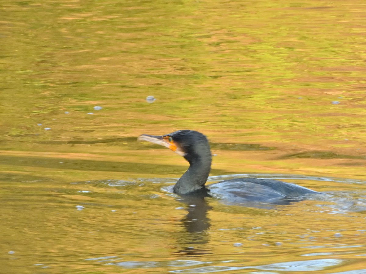 Cormorán Grande - ML614939579