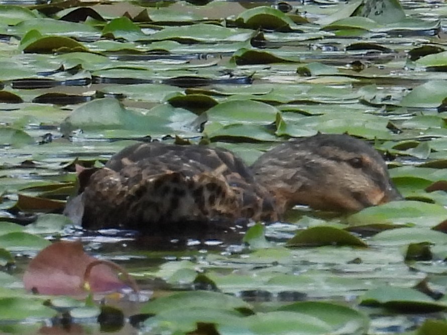 American Black Duck - ML614939601