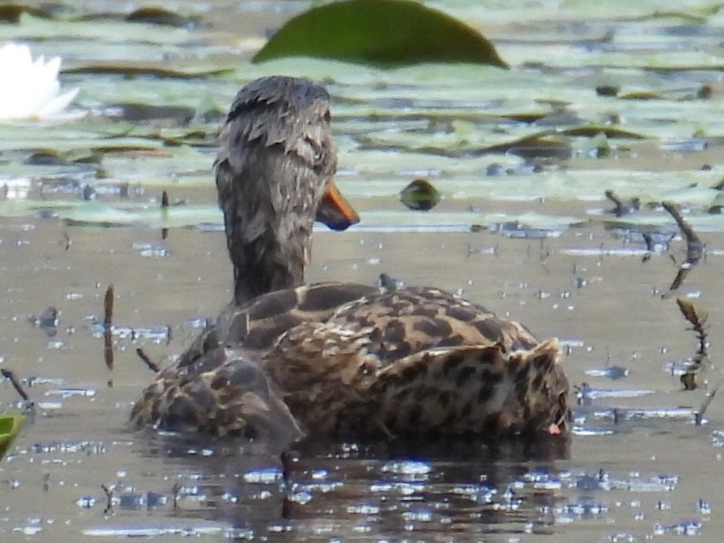 Canard noir - ML614939602