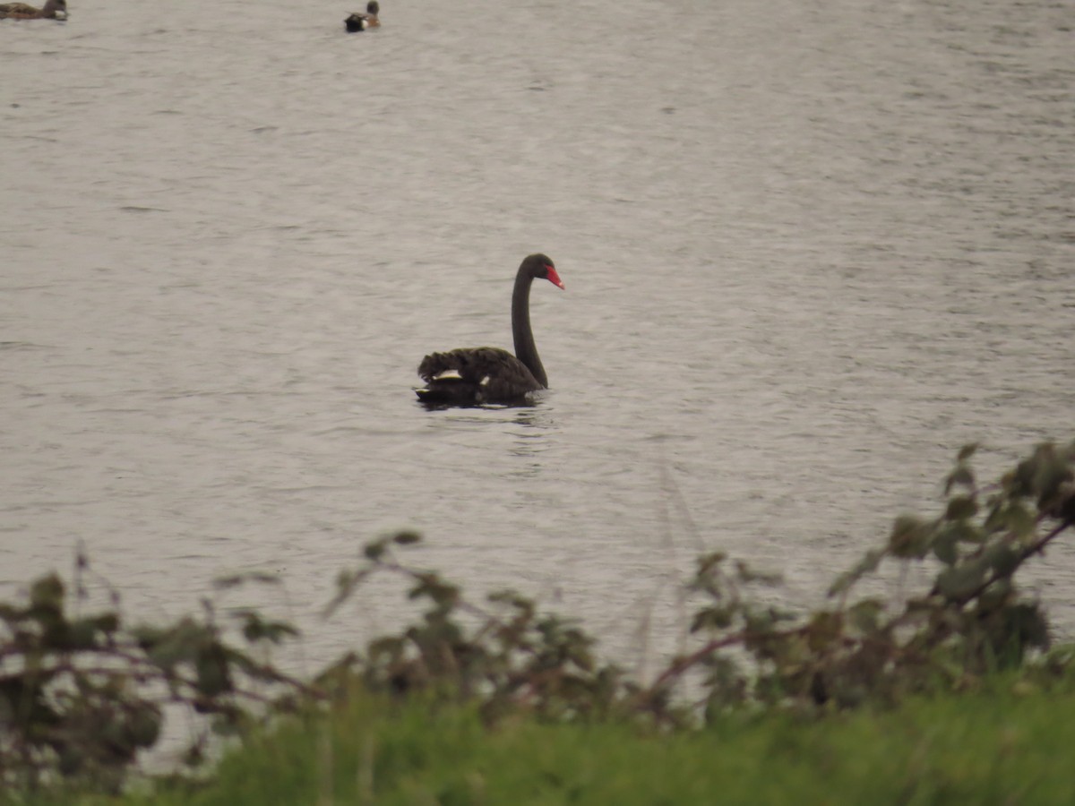 Black Swan - ML614939621