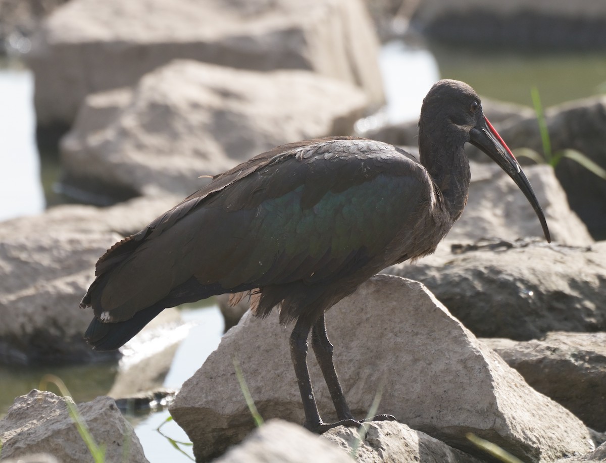 Hadada Ibis - ML614939686