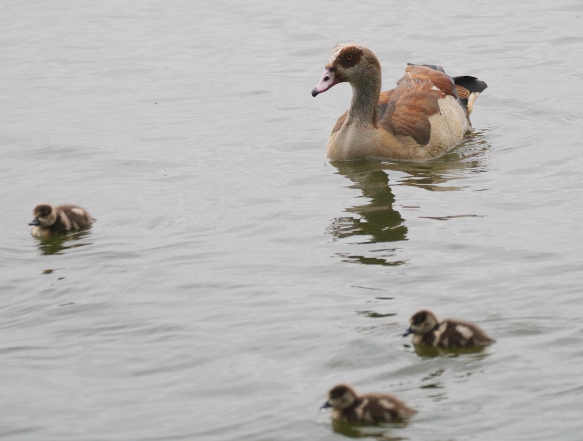 Egyptian Goose - ML614939746