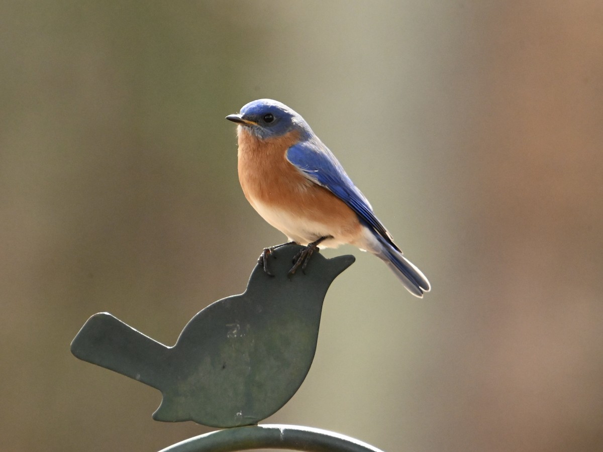 Eastern Bluebird - William Woody