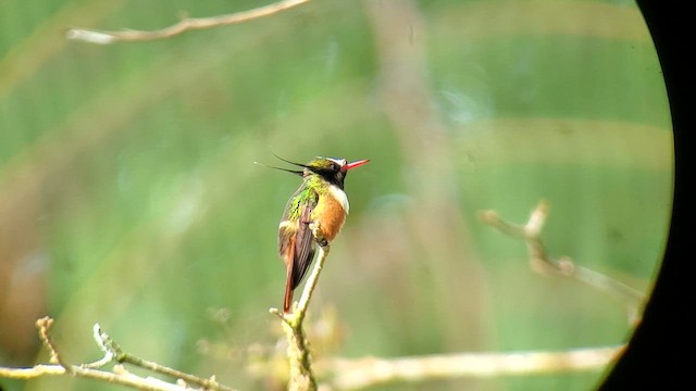 White-crested Coquette - ML614939820