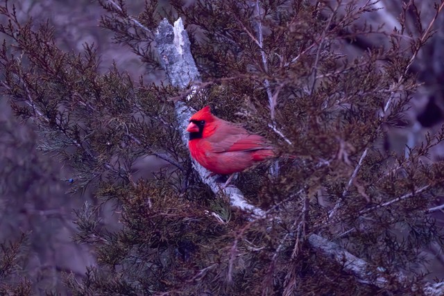 Northern Cardinal - ML614939830