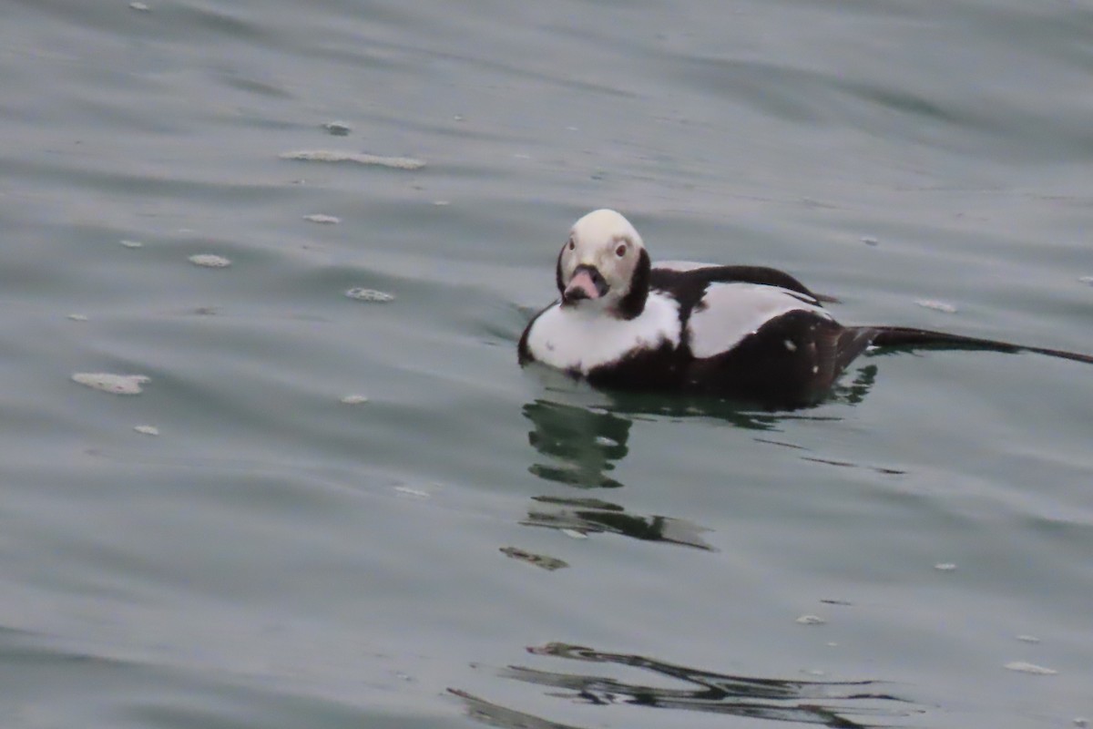 Long-tailed Duck - Kathleen Rawdon