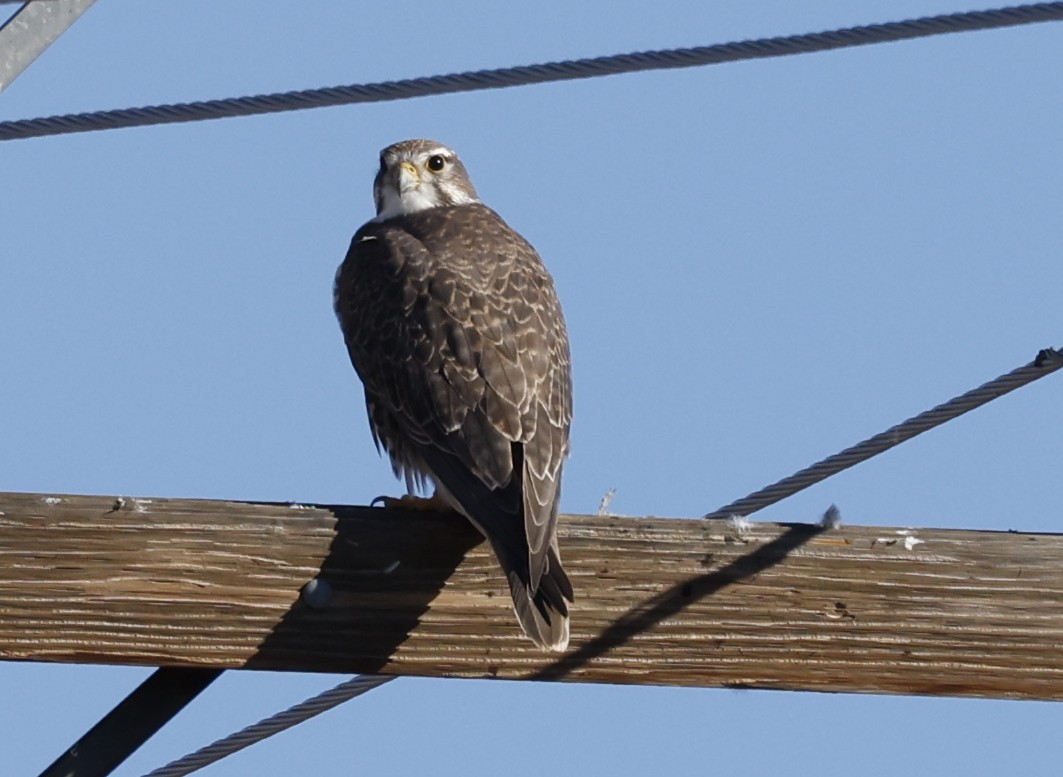 Prairie Falcon - ML614939886