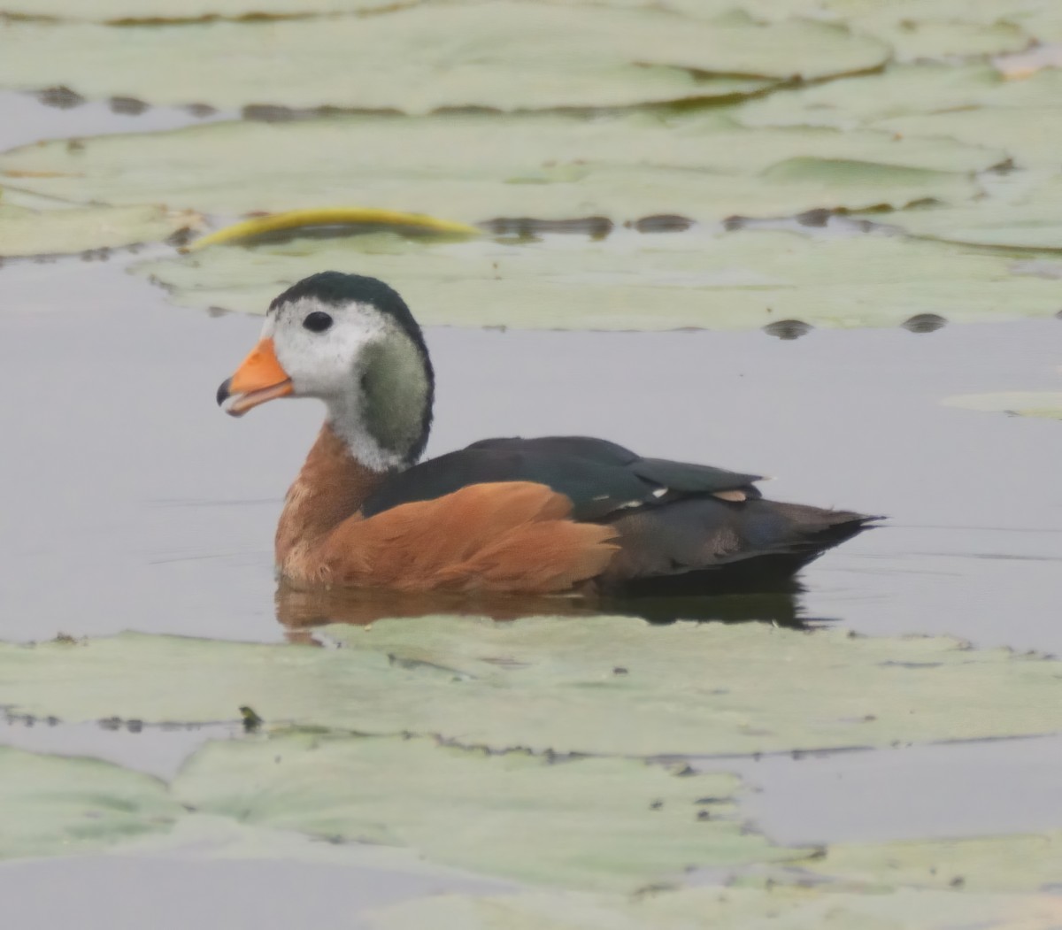 African Pygmy-Goose - ML614939907