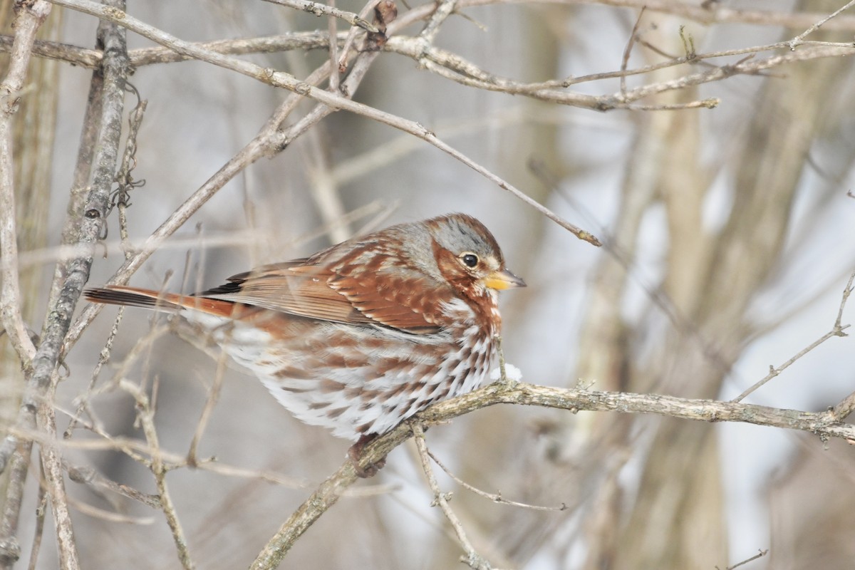 Fox Sparrow - ML614939927