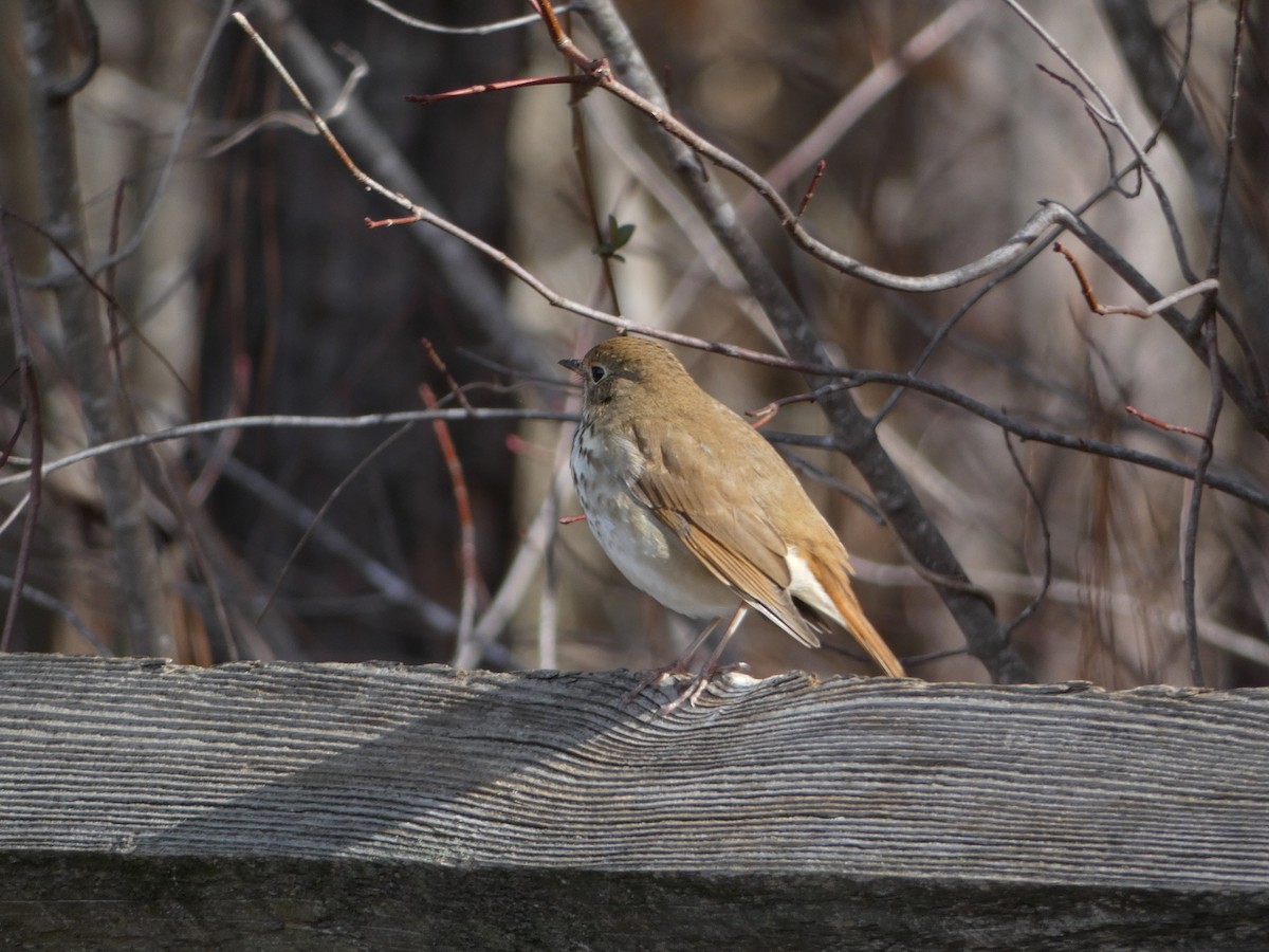 Hermit Thrush - Bob Boot