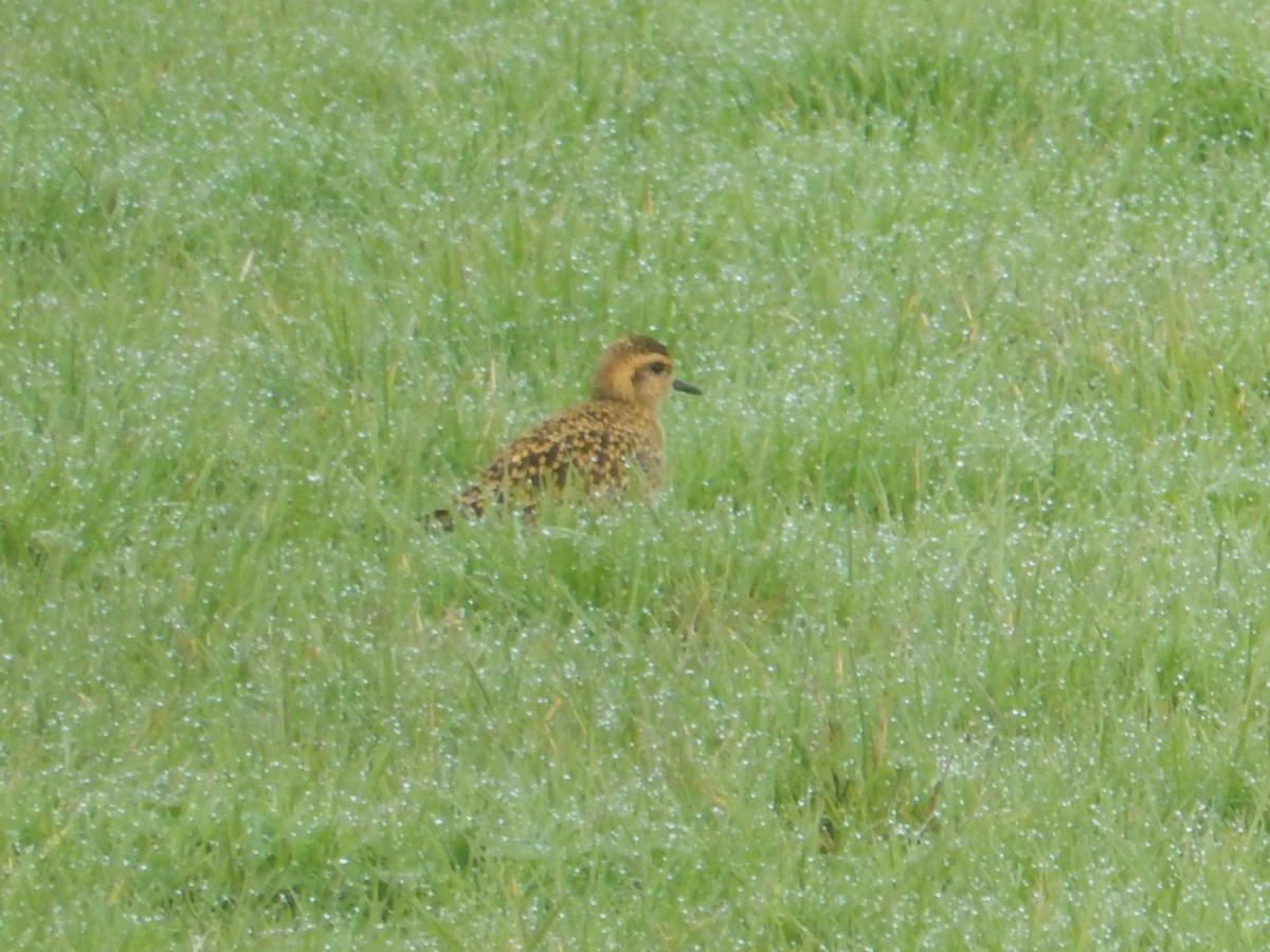 Tundra-Goldregenpfeifer - ML614939957