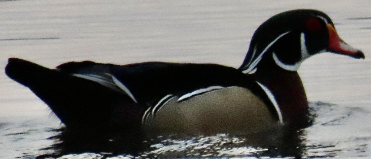 Wood Duck - ML614940046