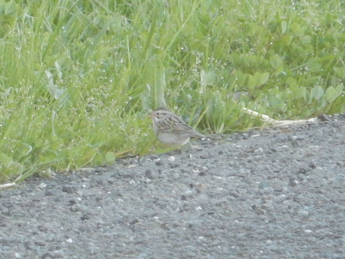 Clay-colored Sparrow - ML614940153