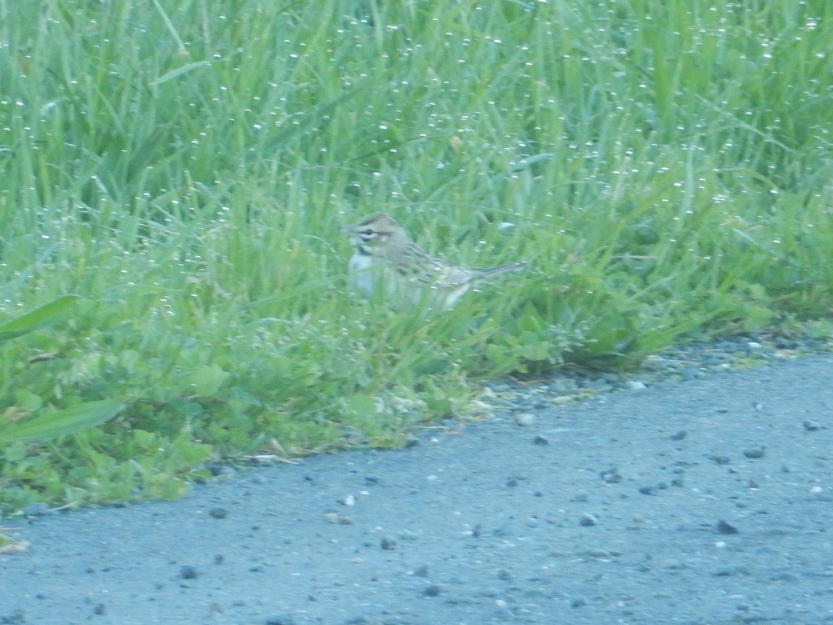 Lark Sparrow - ML614940159