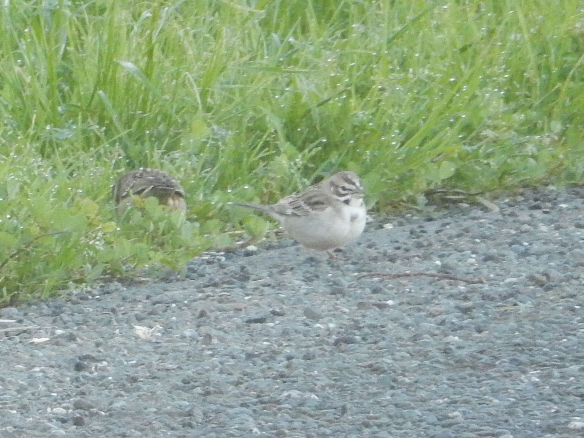 Lark Sparrow - ML614940161