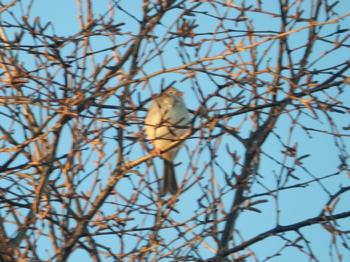 Field Sparrow - ML614940162