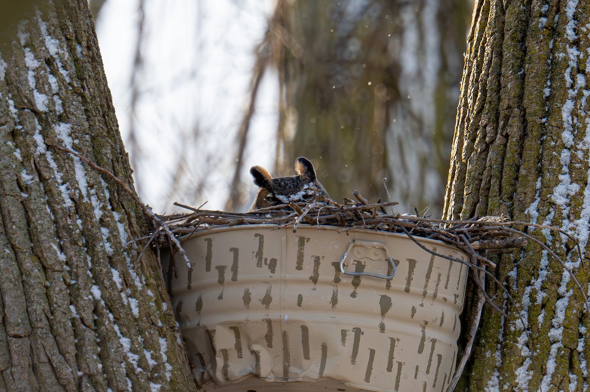 Great Horned Owl - ML614940212