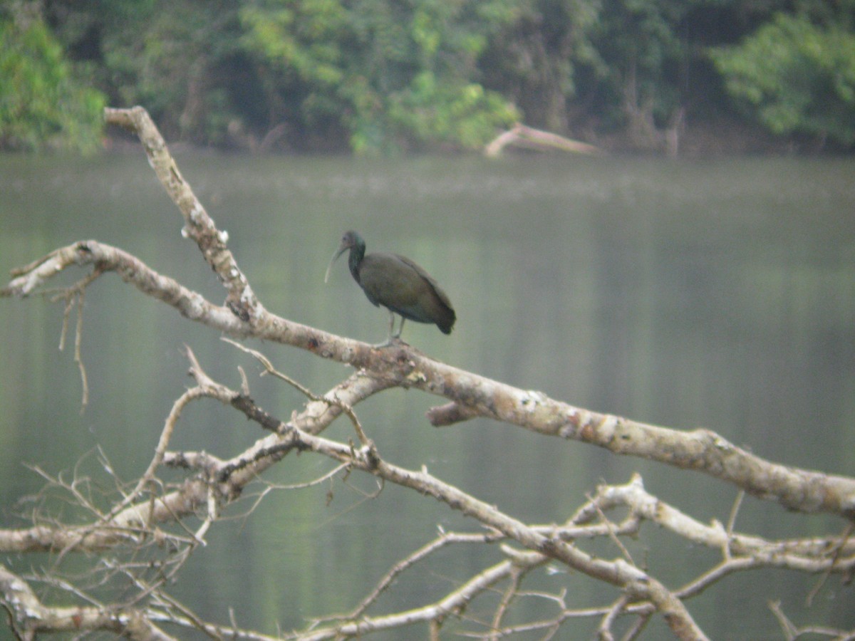ibis zelený - ML614940214