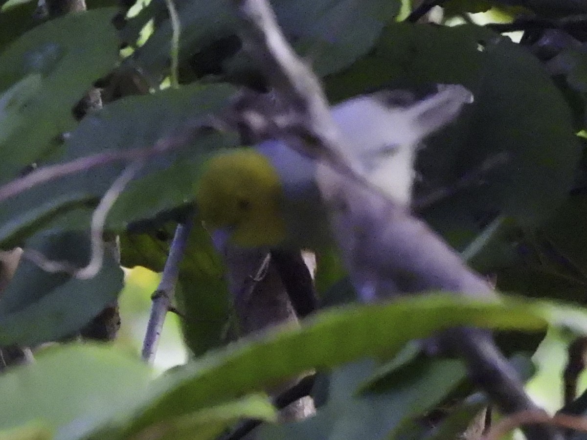 Yellow-headed Warbler - ML614940217