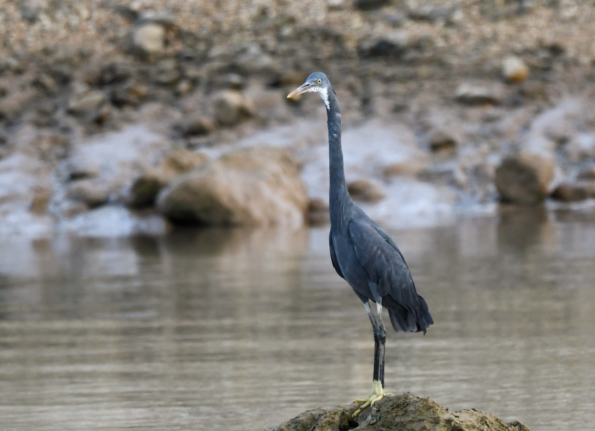 Western Reef-Heron - ML614940244