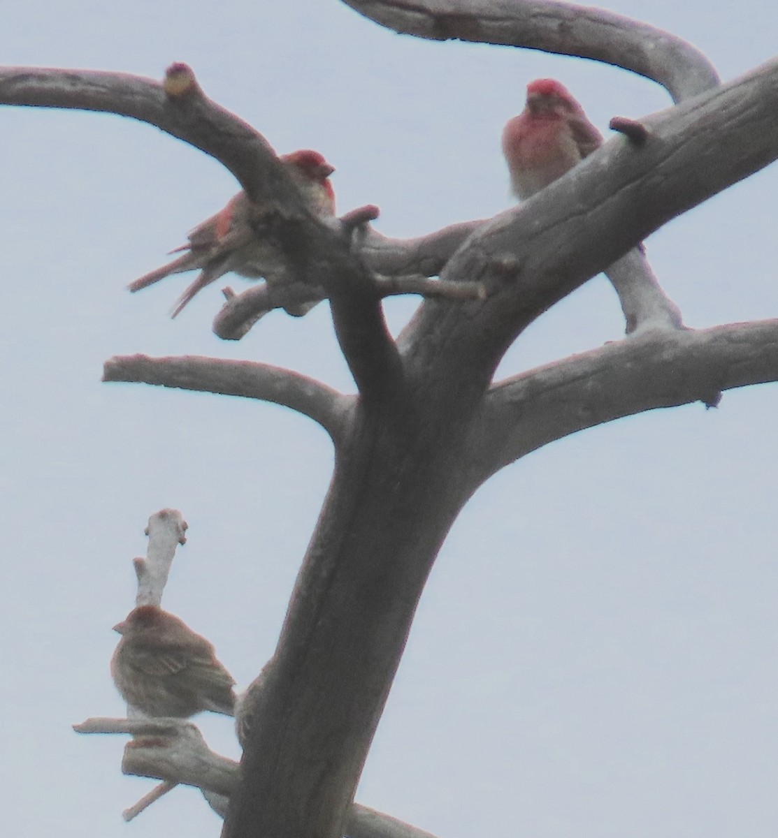 Cassin's Finch - ML614940312