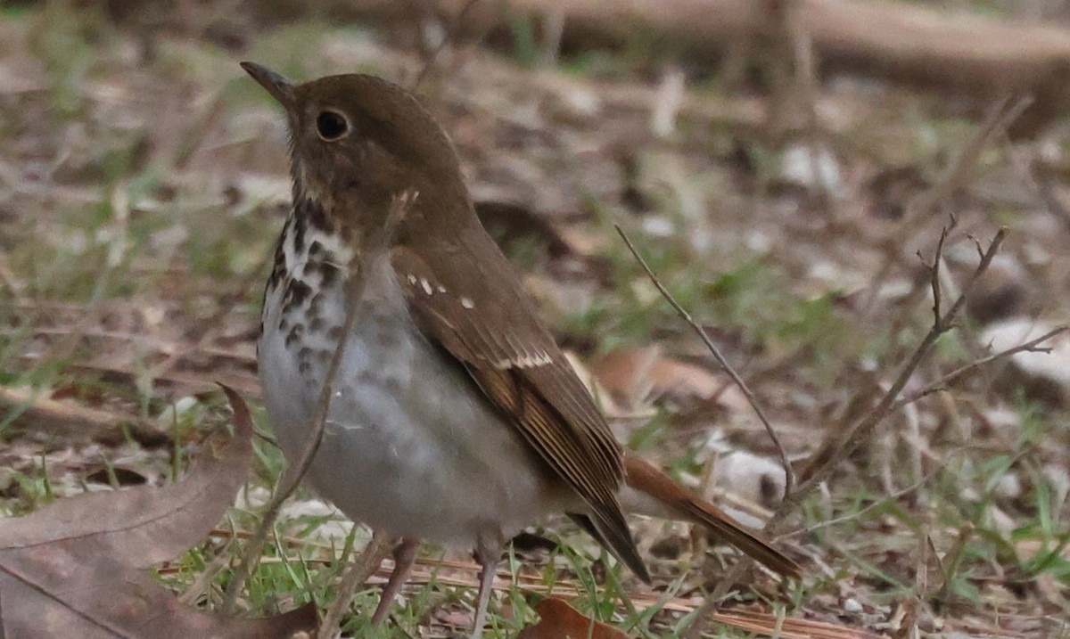 Hermit Thrush - ML614940323